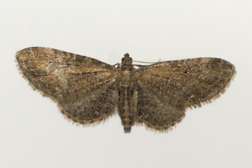 Réf. 254 729 : Eupithecia vulgata
